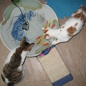 Timmy 1,5 Jahre, Carlos 9 Monate
am "Brunnen".
Porzellantopf mit kleinster Aquariumpumpe und Schlauch!