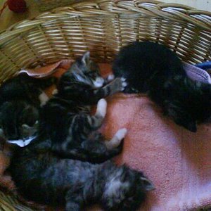 Hier der ganze Wurf mit 4 Wochen