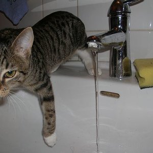 Wasserscheu !!! Neeee!