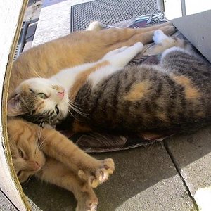 Lucy (rechts) und mein verstorbener Kater Tiger :(