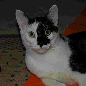 Monty, ein ganz unkomplizierter, lustiger, verschmuster Kater