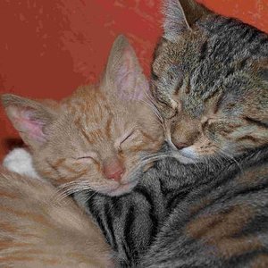 Felina, eine tolle Ersatzmama für Inca und Abby. Sie ist eine ganz vorsichtige, ruhige Katze.