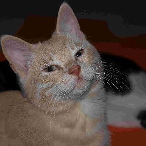 Inca, die kleine, elegante Dame