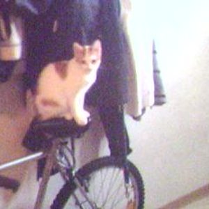 Slayer (4) mein grosser kater noch jung