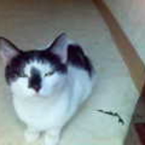 Kira, das ist oma miez