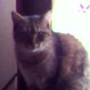 Jessy (1), meine erste katze, nur ist die nicht mehr bei uns