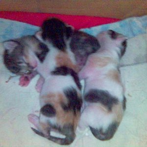 das ist der wurf von kira