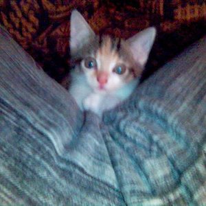 Gismo, mamamiez selbst noch klein