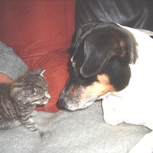 jacki mit kleiner katze