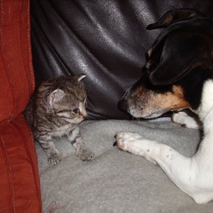 jacki mit kleiner katze 2