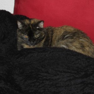 Loulou wie wir sie nie vergessen werden