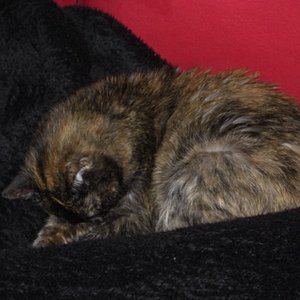 Loulou bei Ihrer Lieblingsbeschäftigung