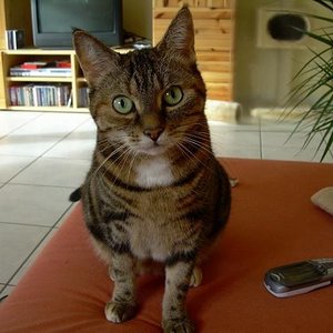 Hypnose gefällig? :-)