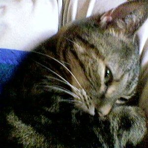 so liegen wir immer zusammen auf der Couch (in meinem Arm)