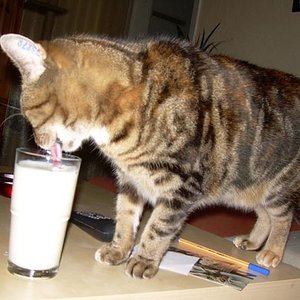 Ich trinke nur aus Frauchens Glas...:-)