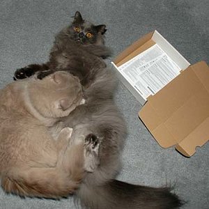 Harry und Floyd spielen.