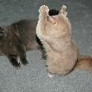 Pfoten hoch oder ich kämpfe!