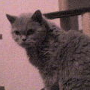 Ben ist ein Karthäuser 15Jahre