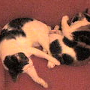 Sindaja die Glückskatze und Speedy der weiss-getigerte Kater