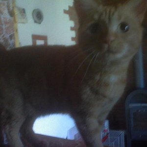 Hier ist sie kastriert