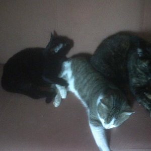 Twinky,Casimir und Pandachen