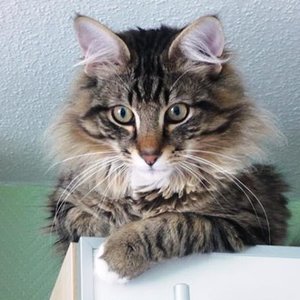 Prima hier oben auf`m Küchenschrank!!!