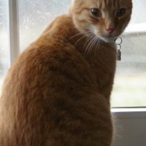 KleinerMann Fenster1