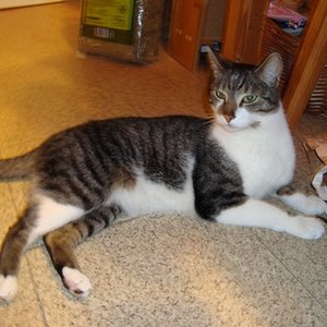 DSC00759 Timmy, der Schöne