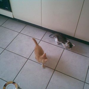 Das Foto war das erste was ich gegen halb 9 am Montag Morgen gemacht habe. Die zwei haben sich in der Küche den Bauch vollgeklatscht und sind dann im Wohnzimmer und in der Küche auf Entdeckungstour gegangen ;).