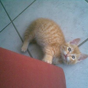 Da hat er das erste mal Mecker bekommen, da er an der Couch gekratzt hat hehe