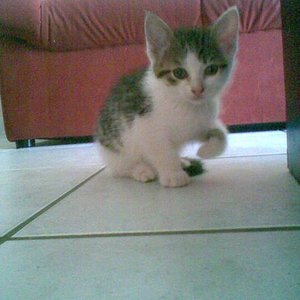 Das neugirige aber etwas ruhigere und ängstliche Weibchen kann sich nur selten vom Bruder trennen.