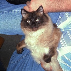 Sohn von Ali von Kaltensondheim und Dreamlandcat´s Chilli