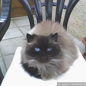 mein Tommy letztes jahr gestorben an nierenversagen :( my tommy ich vermisse dich so :( jetz musst du nicht mehr leiden :( ruhe in frieden mein kleiner schatz :( ich liebe dich