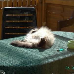 tommy sein lieblings platz :) schön in der sonne liegen das mochte er immer gerne :)