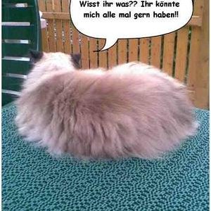 ja unser tommy hatte immer nen richtigen sturkopf...