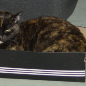 wer sagt ich bin zu groß? Der Karton ist nur zu klein