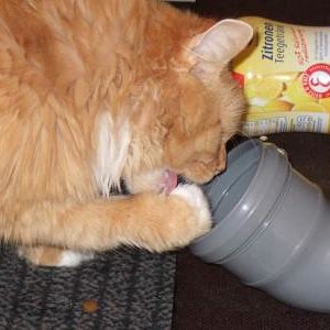 Günstiges Katzenspielzeug 2