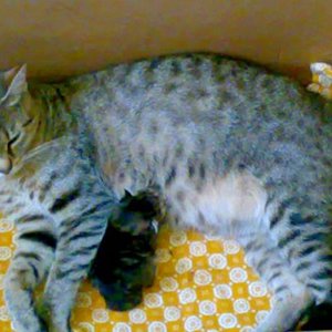 Lissy mit Engel Kimba