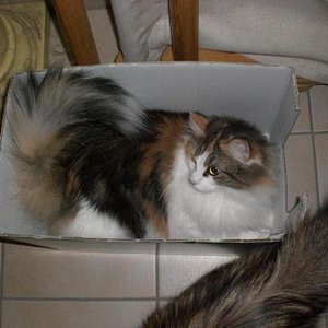 milea liebt kartons ;)