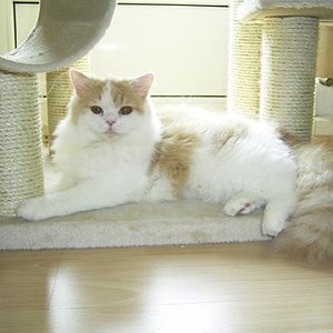 Cadisha in ihrer ganzen Schönheit