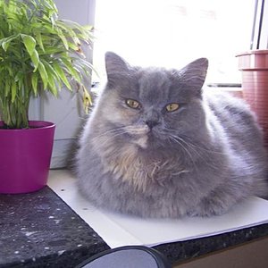 Darina auf der Fensterbank