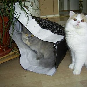 die beiden in Aktion