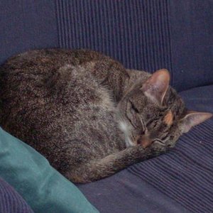 Die Madame von und zu Zicke^^