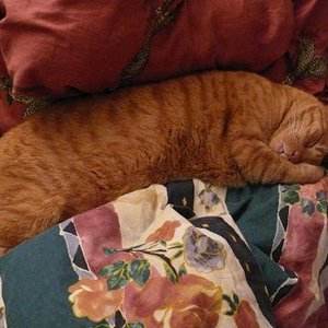 na? genau! schlafend