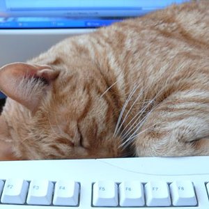 der kompromiss: nicht vor dem bildschir stehen und auch nicht auf der tastatur, sondern dazwischen LIEGEN ;)