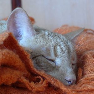 es gibt einfach wenig fotos von ihm, auf denen er wach ist....