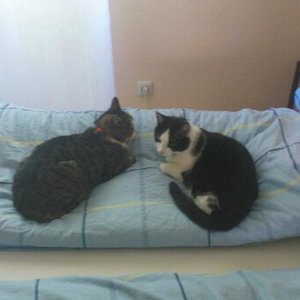 Tom rechts, Buddy links (vermisst)