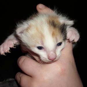 Das ist der älteste der 3 kleinen...