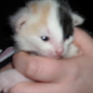 das ist der "schreihals" *grins*
ne ist nicht sein name... er schreit nur die ganze zeit :-D