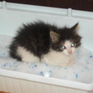 erster toilettenbesuch im neuen zu hause